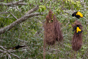 Goldflügel-Kaziken an ihrem hängenden Nest