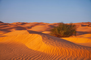Fototapeta na wymiar lonely broomster in sahara desert