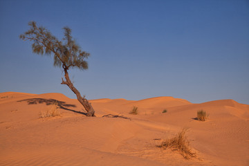 lonely broomster in desert