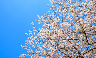 桜の花　春イメージ