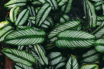 Green leaf bush for background textured usage.