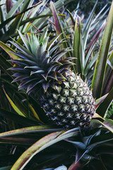 Obraz premium Pineapple on tree.