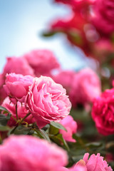 Fototapeta premium バラの花