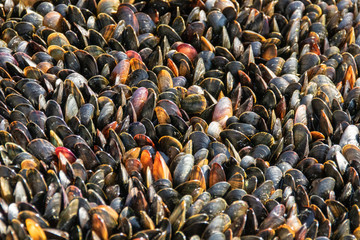 Moulière sur le Fort de l'Heurt - Le Portel