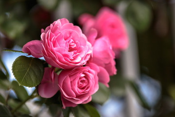 バラの花
