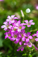 ムラサキカタバミの花