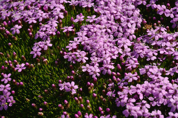 Saxifrage flowers, arctic 