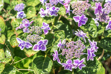 あじさいの花　初夏イメージ