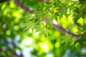Fototapeta na wymiar 緑のモミジ　初夏イメージ