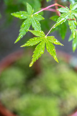 緑のモミジ　初夏イメージ