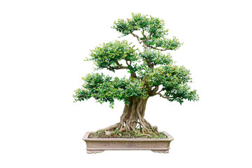 Chinese garden bonsai art