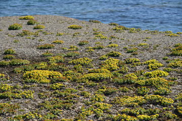 Golden root flowers, arctic