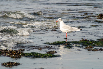 Mouette rieuse - Le Portel