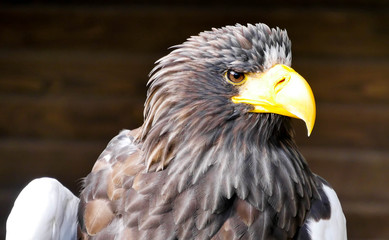 Großer Adler mit gelben Schnabel in stolzer Position