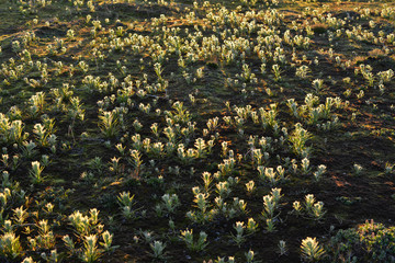 Obraz premium Tundra vegetation, arctic