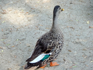 Various rare species of ducks and geese feel good on the banks of an artificial river in the shade of dense trees.