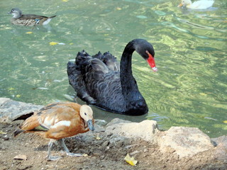 The good human care of the rare black swans is borne out by their bold pose to the visitors of the reserve.