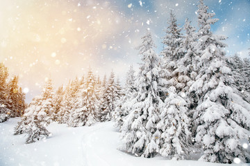 Scenic winter landscape with snowy fir trees. Winter postcard.