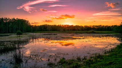 Fototapeta na wymiar Louisiana swamp sunset and silhouettes