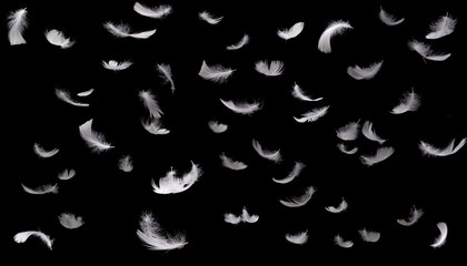 White animal feathers falling down isolated on black background