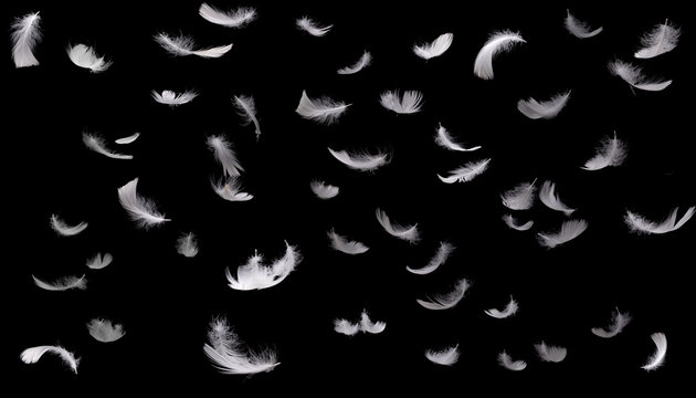 White animal feathers falling down isolated on black background