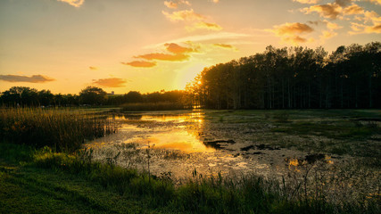 Louisiana swamp sunset and silhouettes