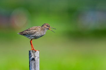 Common redshank announcing it's presence
