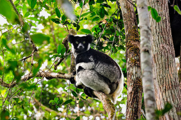 Indri in the rain forest is observing it's surroundigs from the tree.