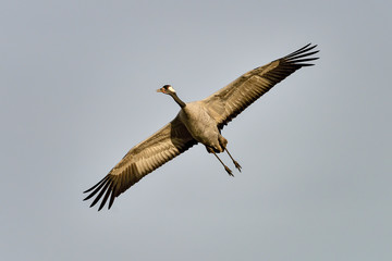 Eurasian crane in the air