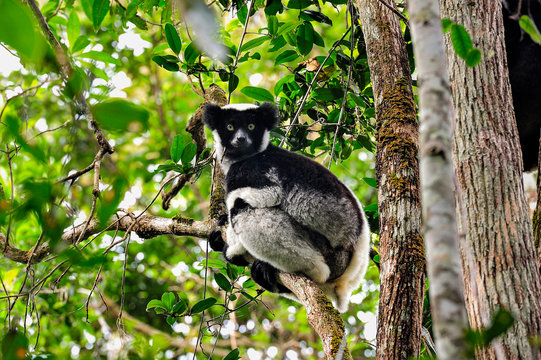 Indri in the rain forest is observing it's surroundigs from the tree.