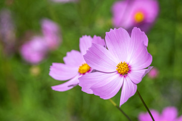 コスモス畑　秋イメージ