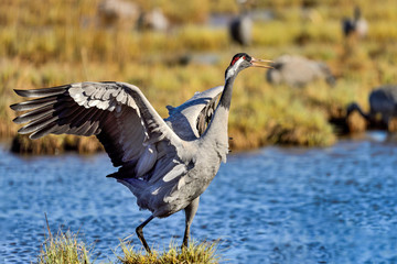Eurasian crane is playing in the water