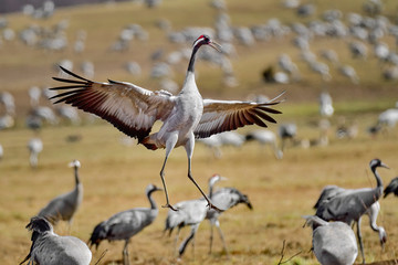 Crane is having springtime fun.