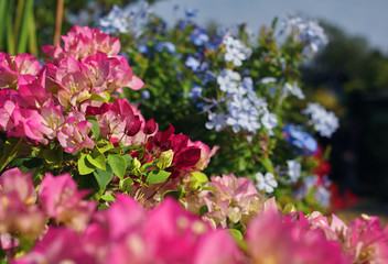 Obraz premium The flower plant is blooming in botanical garden