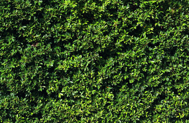 Obraz premium Background of the leaves wall
