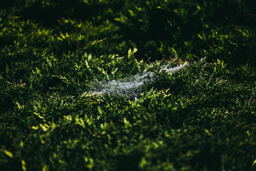 Selective focus on spider web on the green bush leaf tree with sunlight on the morning. in dark tone.