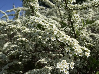 The texture of the flowering branches, white spirea in the background of blue sky. Mobile photo in natural daylight.