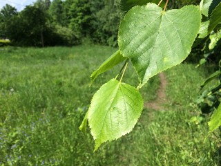 Young green birch leaves on the background of the path and green grass. Mobile photo in natural daylight.