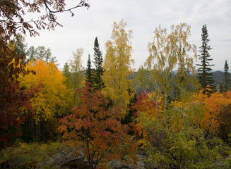 Fototapeta premium wonderful golden autumn landscape of mountains and dense coniferous forest
