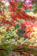 紅葉　秋イメージ