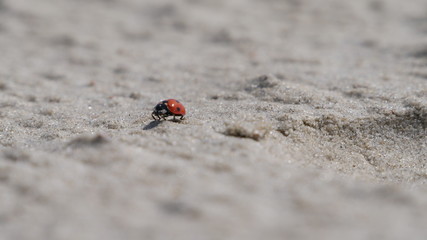 Cockchafer on the beack in the sun