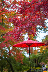 紅葉と番傘　和風の秋イメージ