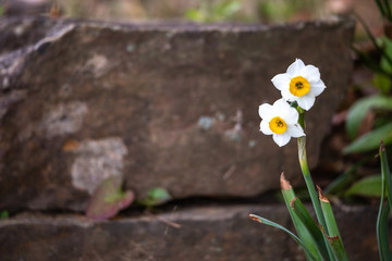 水仙の花　初春イメージ