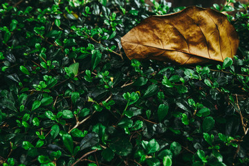 Dry leaf on green bush. in dark tone.