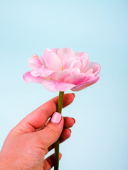 Pink Tulip With Hand. Beauty backgrounds. one delicate flower in his hands