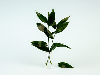 fresh green leaves in a vase on a blue background, laconic photo with a copy of the space, ecology, nature protection