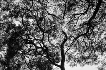 Tree Branches