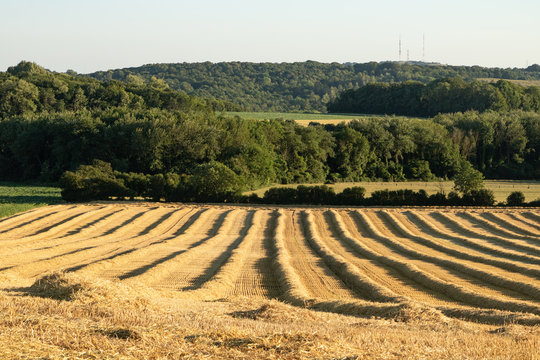 Champ de bl&eacute; fauch&eacute; dans la campagne du boulonnais. Au fond, le Mont Lambert.