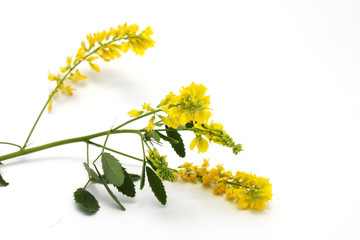 Obraz premium Common melilot (Melilotus officinalis) isolated on white.
