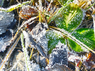 winter background with snowflakes crystals patterns and snow on frozen grass
